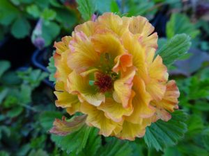 Get e-book Geum lady clementine For Free